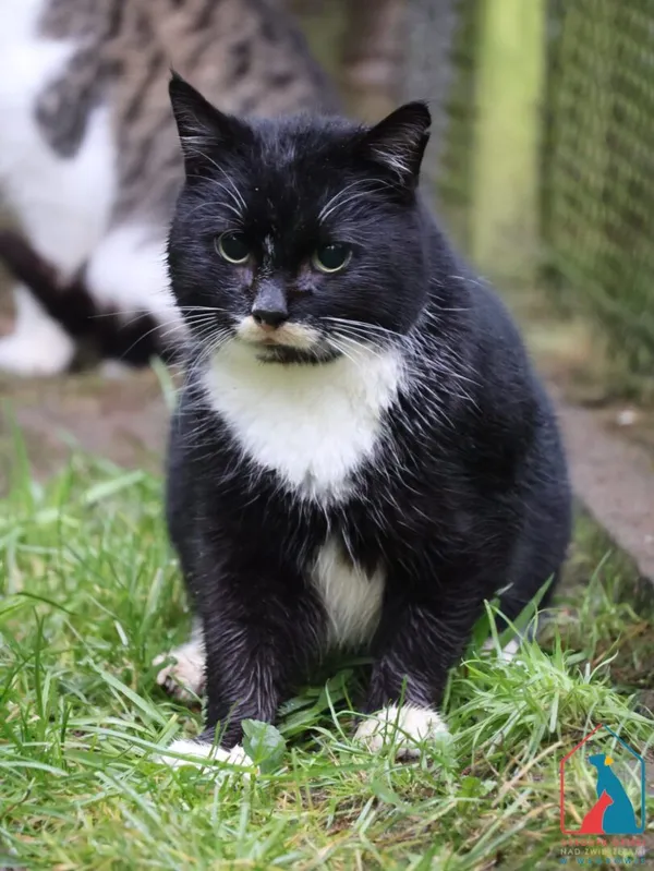 Kot do adopcji, Grudziądz, 19 grudnia 2024