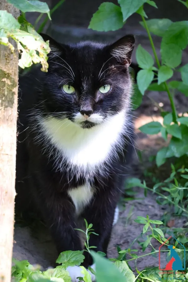 Kot do adopcji, Grudziądz, 19 grudnia 2024 (1/5)