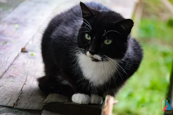 Kot do adopcji, Grudziądz, 19 grudnia 2024 (2/5)