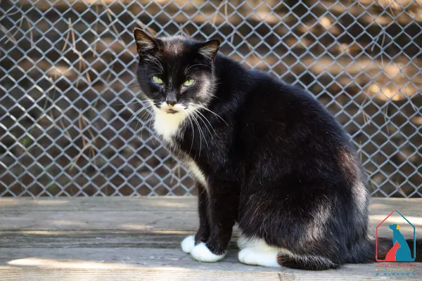 Kot do adopcji, Grudziądz, 19 grudnia 2024 (3/5)