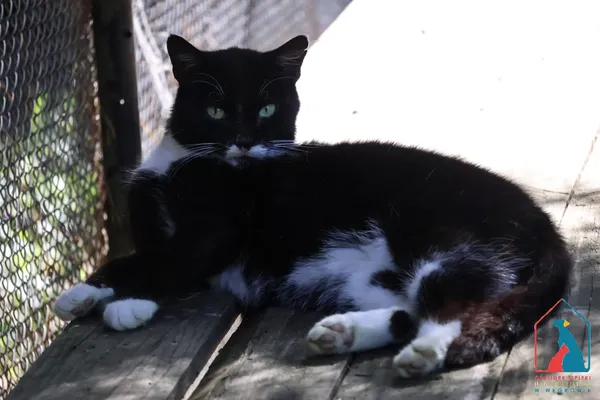 Kot do adopcji, Grudziądz, 19 grudnia 2024 (4/5)