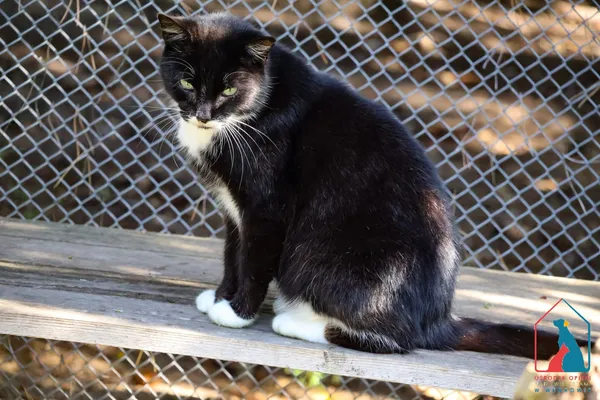 Kot do adopcji, Grudziądz, 19 grudnia 2024 (5/5)