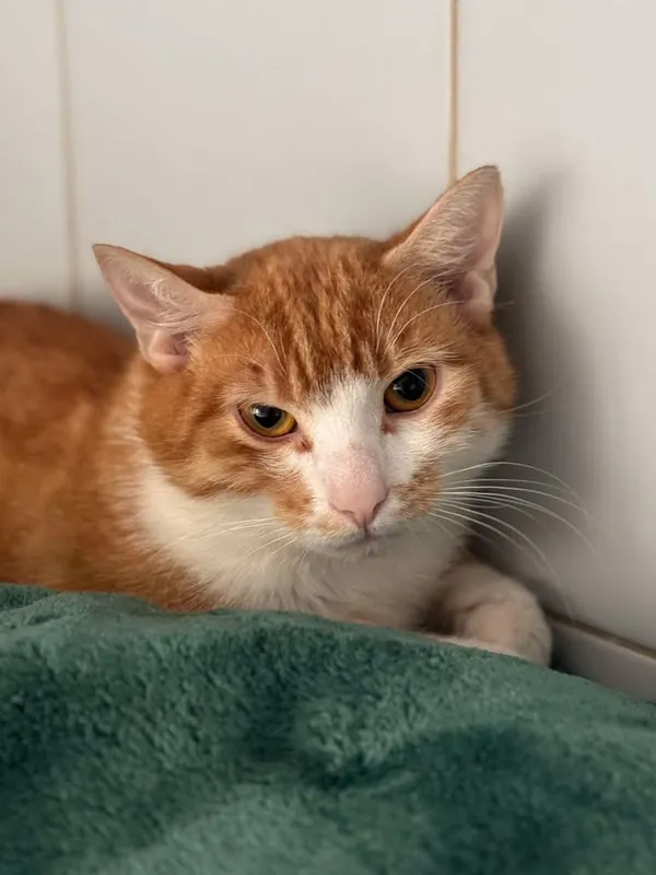 Znaleziono kota, Lublin, 13 stycznia 2025