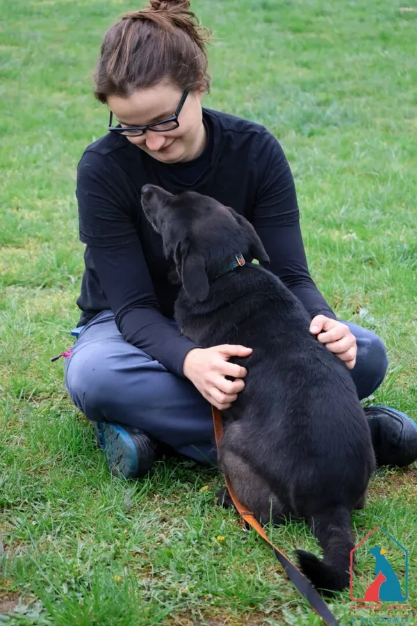 Pies do adopcji, Grudziądz, 23 grudnia 2024 (2/5)