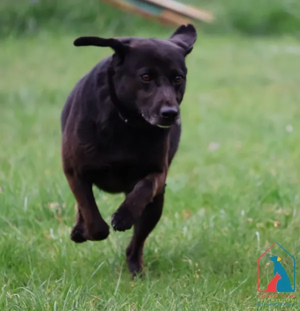 Pies do adopcji, Grudziądz, 23 grudnia 2024 (3/5)