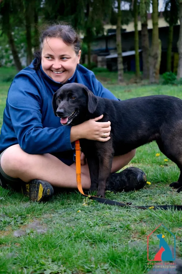 Pies do adopcji, Grudziądz, 23 grudnia 2024 (4/5)