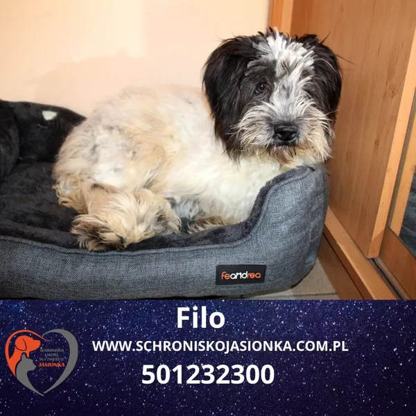 Pies do adopcji, Dębniak, 13 stycznia 2025