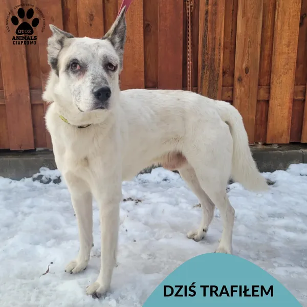 Znaleziono psa, Gdynia, 14 stycznia 2025