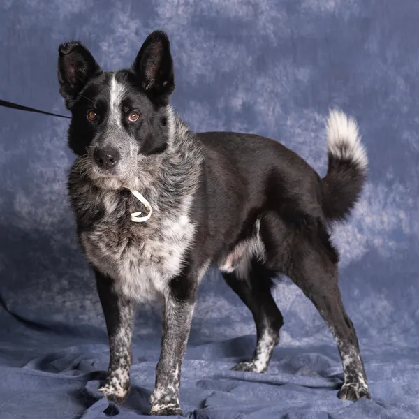 Pies do adopcji, Gdańsk, 29 października 2024