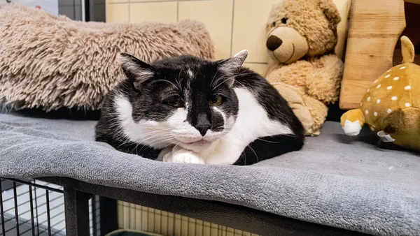 Kot do adopcji, Gdynia, 14 stycznia 2025 (2/5)