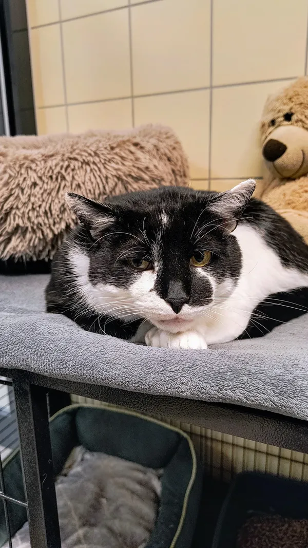 Kot do adopcji, Gdynia, 14 stycznia 2025 (3/5)