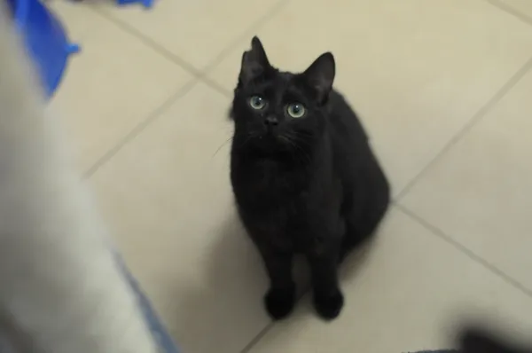 Kot do adopcji, Olsztyn, 3 sierpnia 2024 (1/2)