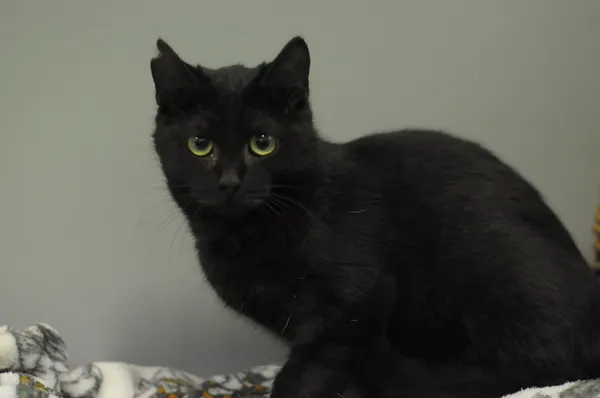 Kot do adopcji, Olsztyn, 3 sierpnia 2024 (2/2)