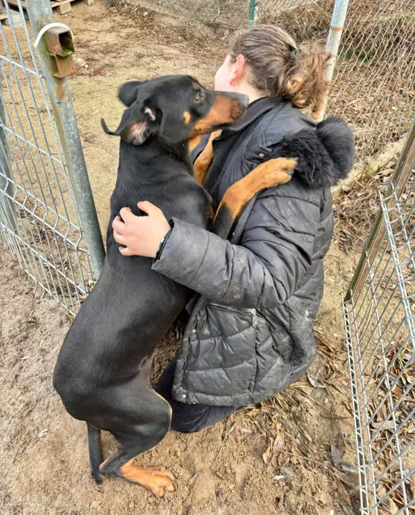 Pies do adopcji, Przyborówko, 10 marca 2025 (1/5)