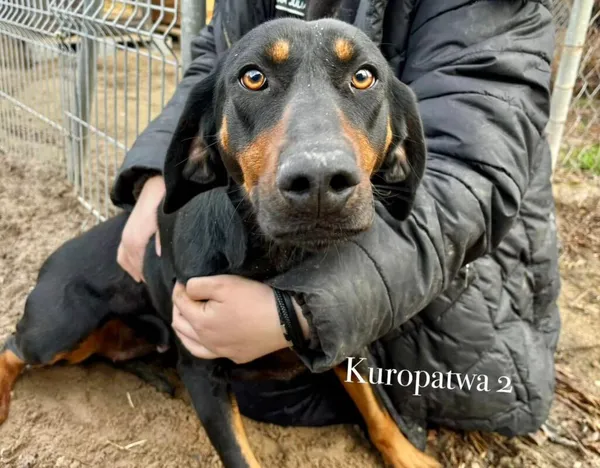 Pies do adopcji, Przyborówko, 10 marca 2025 (2/5)