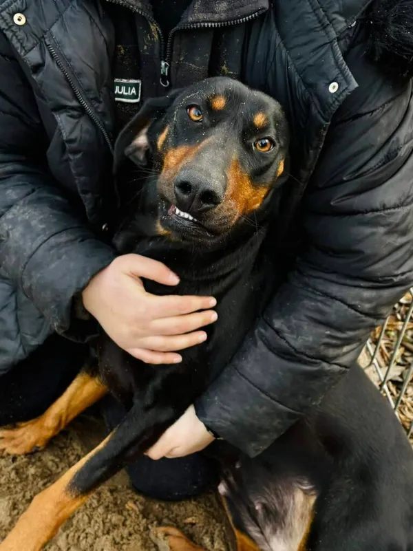 Pies do adopcji, Przyborówko, 10 marca 2025 (3/5)