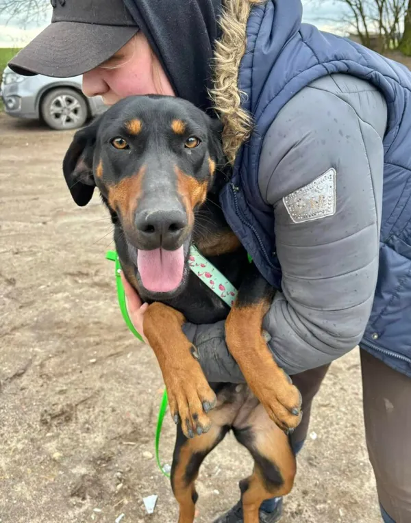 Pies do adopcji, Przyborówko, 10 marca 2025 (4/5)