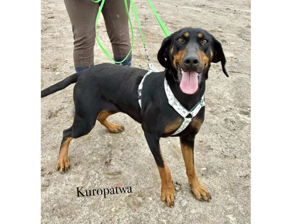 Pies do adopcji, Przyborówko, 10 marca 2025 (5/5)