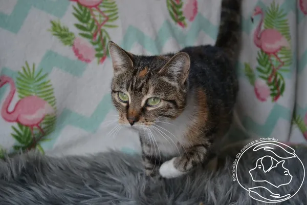 Kot do adopcji, Chełmek, 18 lipca 2024