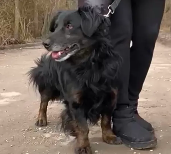 Pies do adopcji, Głowno, 13 stycznia 2025 (2/5)