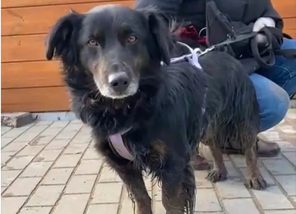 Pies do adopcji, Głowno, 13 stycznia 2025 (3/5)