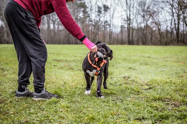 Pies do adopcji, Radom, 15 stycznia 2025 (4/5)