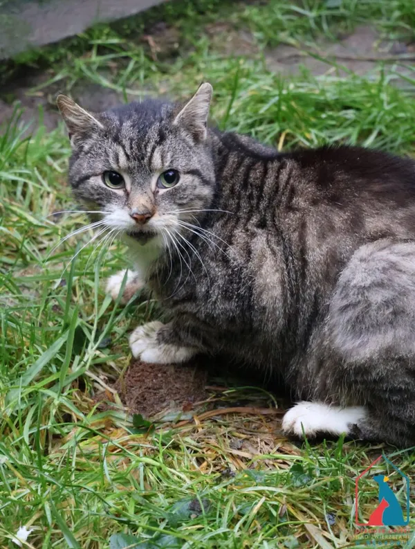 Kot do adopcji, Grudziądz, 19 grudnia 2024