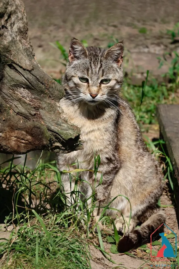 Kot do adopcji, Grudziądz, 19 grudnia 2024 (1/5)