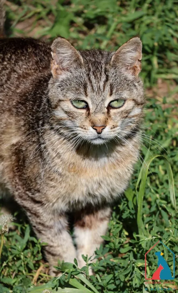 Kot do adopcji, Grudziądz, 19 grudnia 2024 (2/5)