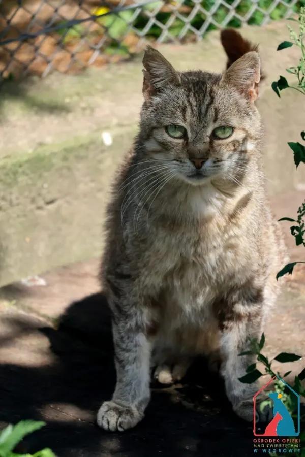 Kot do adopcji, Grudziądz, 19 grudnia 2024 (3/5)
