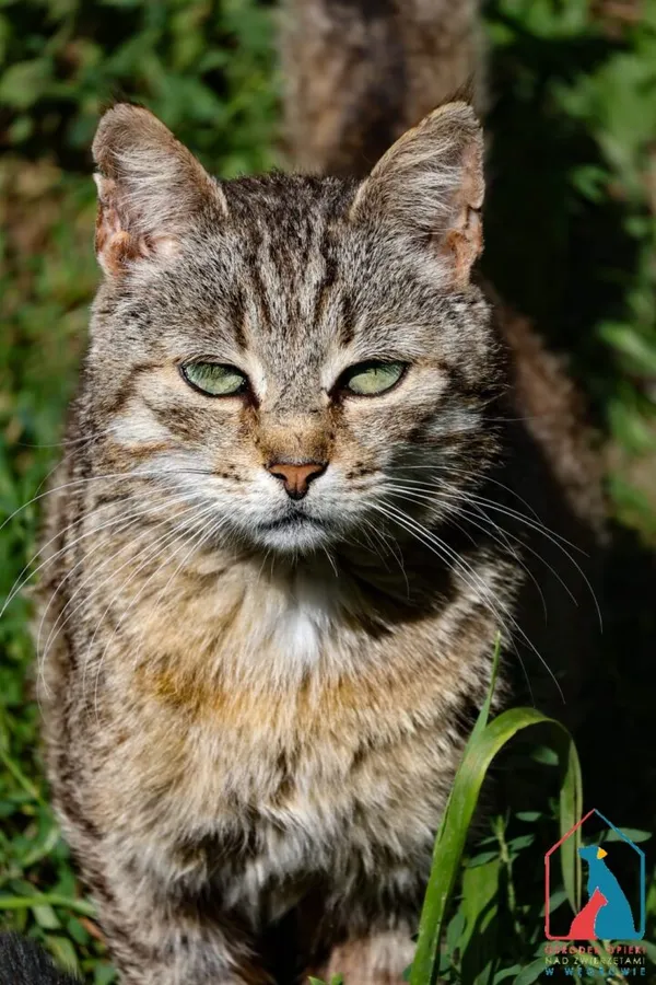 Kot do adopcji, Grudziądz, 19 grudnia 2024 (4/5)