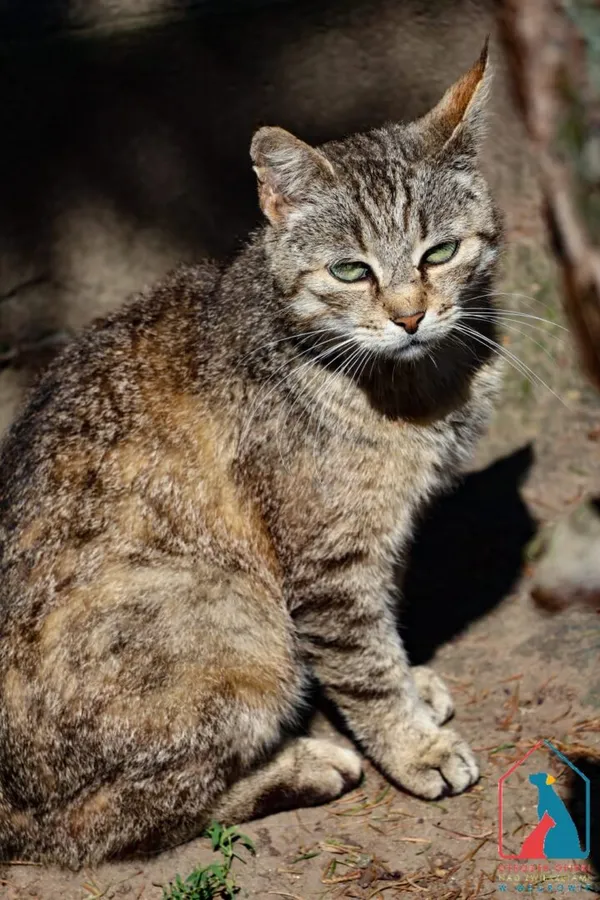 Kot do adopcji, Grudziądz, 19 grudnia 2024 (5/5)