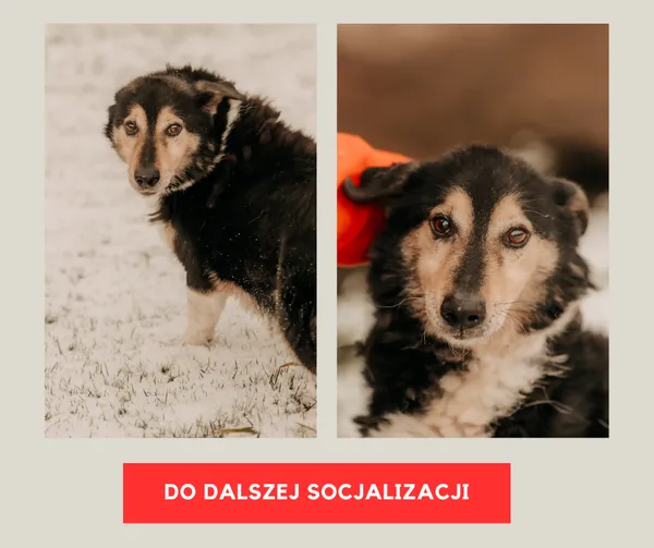 Pies do adopcji, Czartki, 15 stycznia 2025