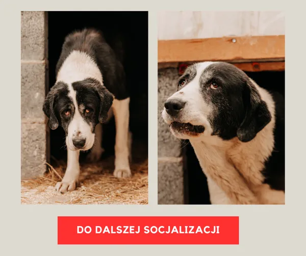 Pies do adopcji, Czartki, 15 stycznia 2025