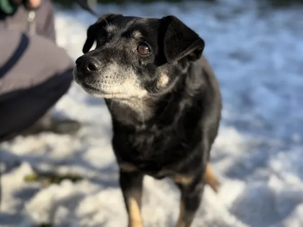 Pies do adopcji, Kraków, 1 stycznia 2025 (1/4)