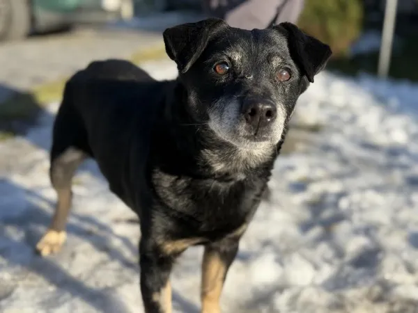 Pies do adopcji, Kraków, 1 stycznia 2025 (2/4)