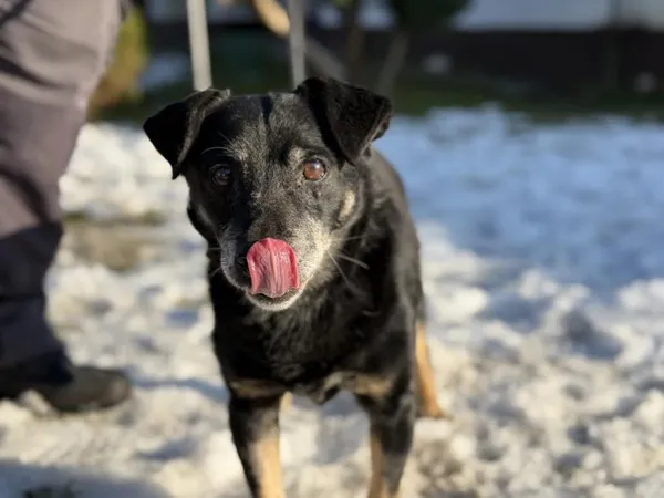 Pies do adopcji, Kraków, 1 stycznia 2025 (3/4)