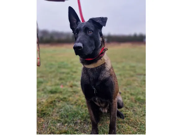 Pies do adopcji, Wrocław, 2 stycznia 2025