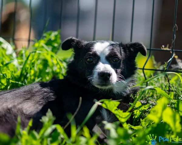 Znaleziono psa, Racławice, 13 stycznia 2025 (1/5)