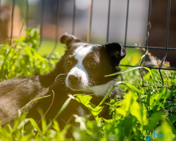 Znaleziono psa, Racławice, 13 stycznia 2025 (2/5)