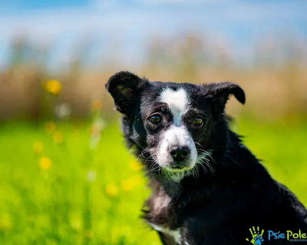 Znaleziono psa, Racławice, 13 stycznia 2025 (3/5)