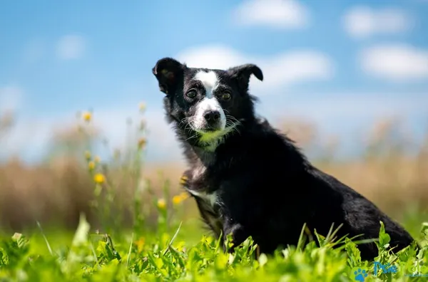 Znaleziono psa, Racławice, 13 stycznia 2025 (4/5)