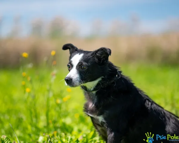 Znaleziono psa, Racławice, 13 stycznia 2025 (5/5)