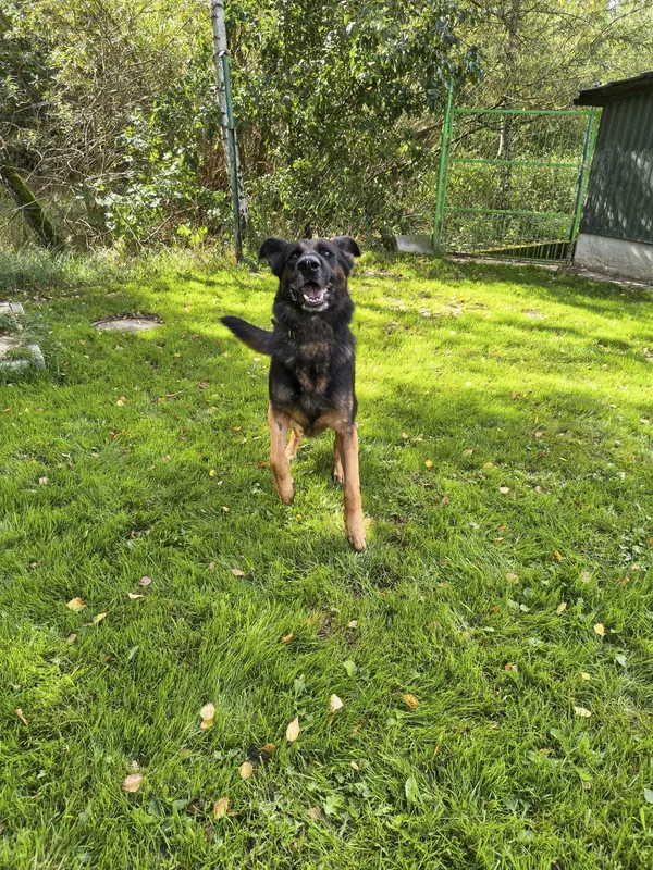 Znaleziono psa, Chojnice, 16 stycznia 2025 (2/5)