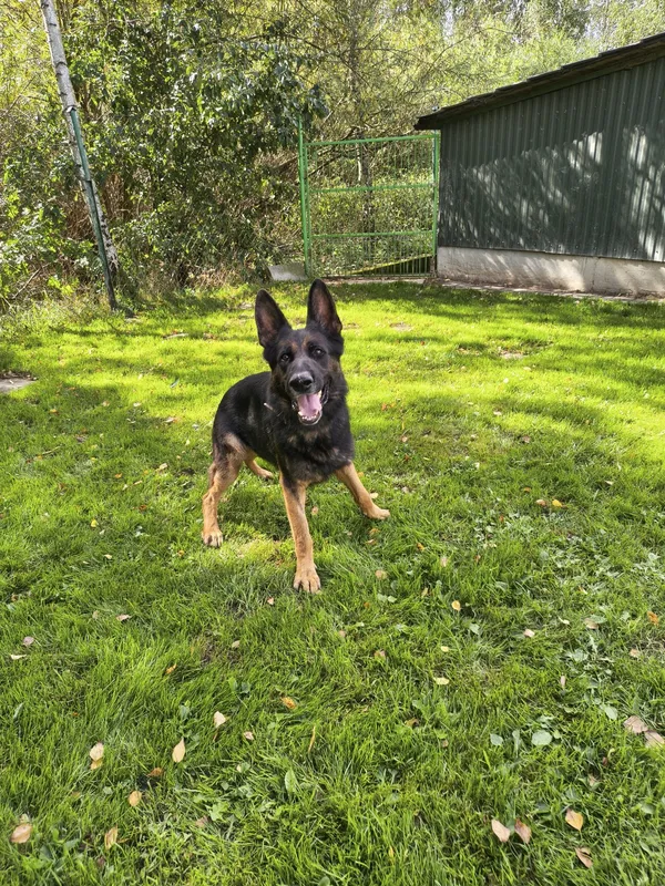 Znaleziono psa, Chojnice, 16 stycznia 2025 (3/5)