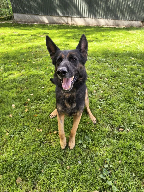 Znaleziono psa, Chojnice, 16 stycznia 2025 (4/5)