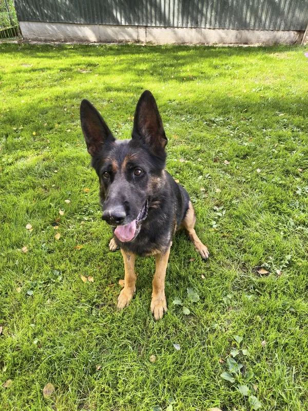 Znaleziono psa, Chojnice, 16 stycznia 2025 (5/5)