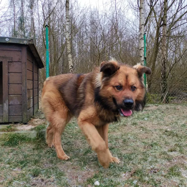 Znaleziono psa, Chojnice, 16 stycznia 2025 (1/3)