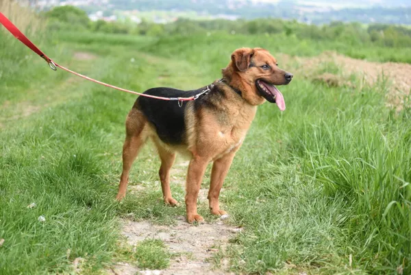 Pies do adopcji, Ropczyce, 16 stycznia 2025