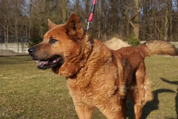 Pies do adopcji, Zgierz, 16 stycznia 2025 (2/5)